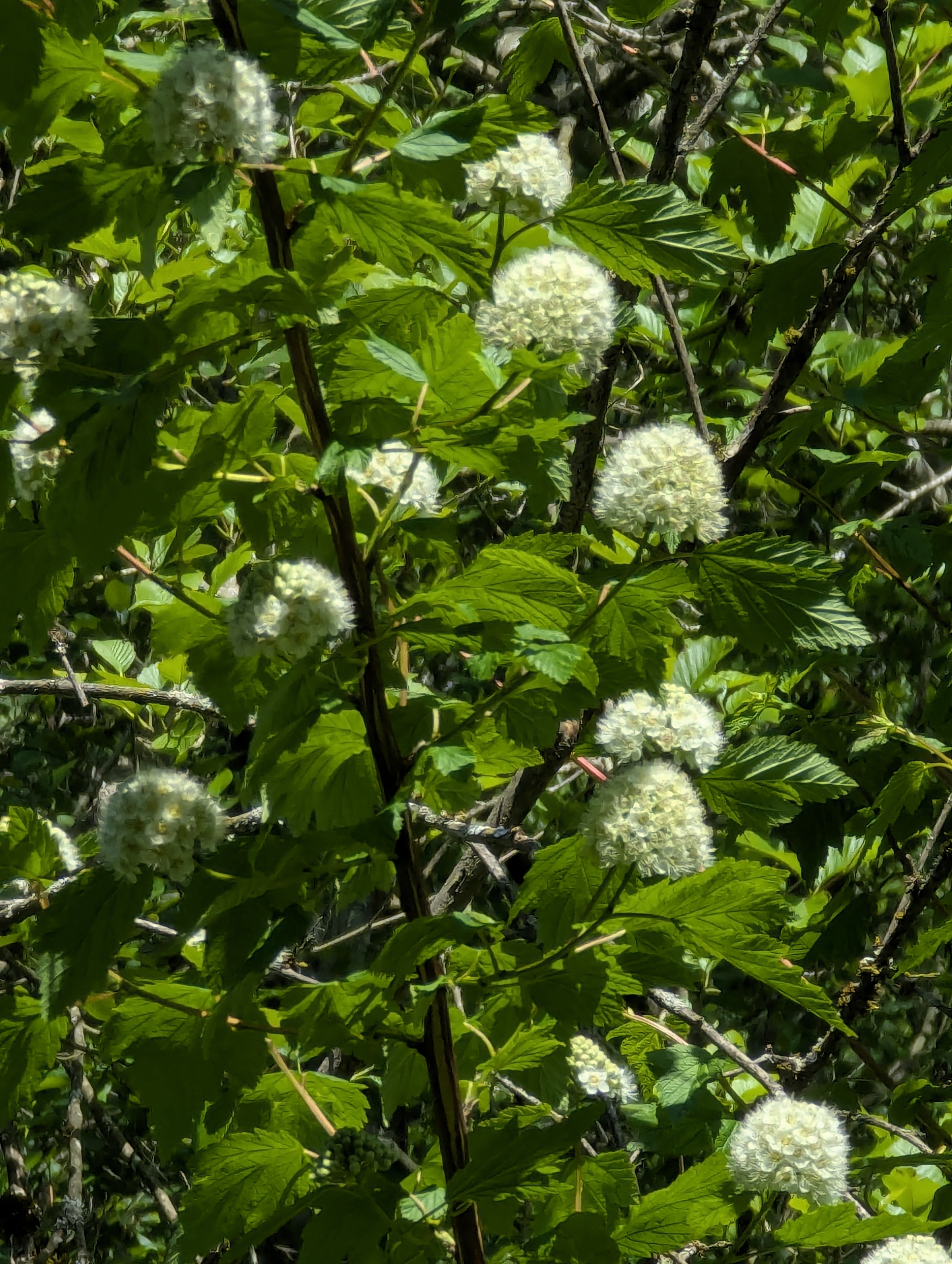 Birthday Trip to Canada, Delta, Burns Bog, Vancouver, British Columbia